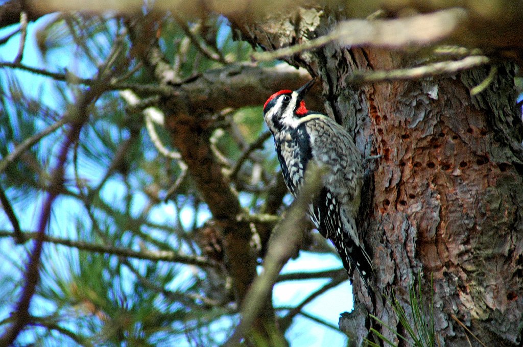 Woodpecker, Yellow-bellied Sapsucker, 2006-04099578 Parker River NWR, MA.JPG